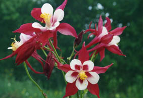 Aquilegia hybrida 'Red Star'